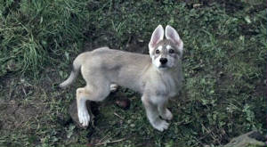 direwolf-puppy.jpg