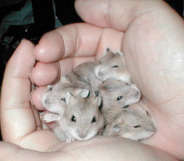 my-little-hamsters-as-babies-hamsters-3147310-399-388.jpg